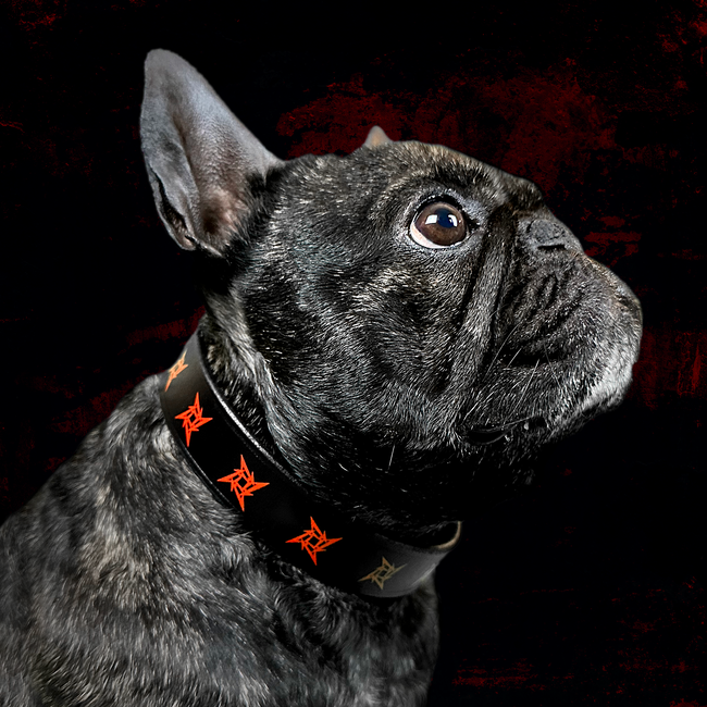 Ninja Star Leather Dog Collar, , hi-res