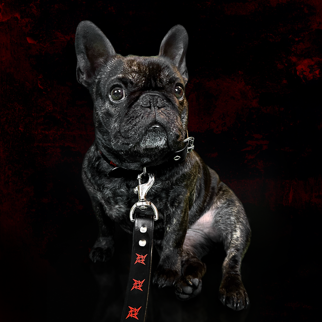 Ninja Star Dog Leash, , hi-res